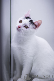 Фото №3. Малышка Кёрла в добрые руки!. Россия