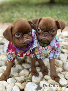 Фото №3. Брюссель Гриффон (Шоколадное соболь гладкое пальто).  Сербия