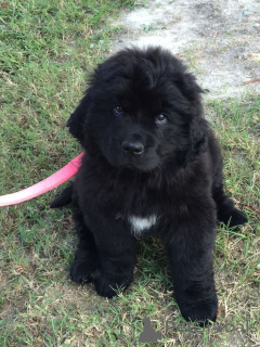 Фото №3. Ньюфаундлендская собака.  Германия