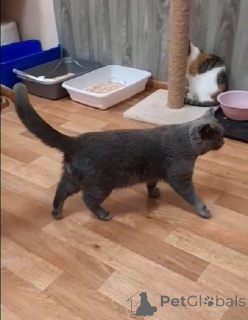 Фото №4. Продам британскую короткошёрстную в Балашихе частное объявление - цена Бесплатно