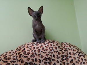 Фото №3. Продам котенка Канадского сфинкса из питомника. Россия
