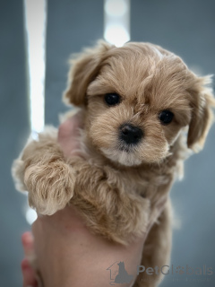 Фото №2 к объявлению №146977 о продаже мальтипу - купить в Украине заводчик