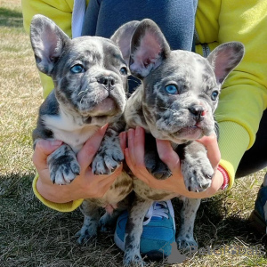 Фото №1. французский бульдог - купить в Париже за договорная. Объявление №166209