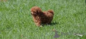 Фото №3. Pudel Welpen zu verkaufen.  Люксембург