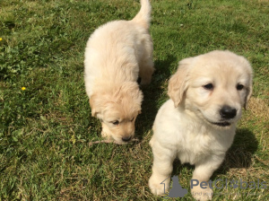 Фото №3. Beautiful golden retriever puppies for free adoption.  Германия