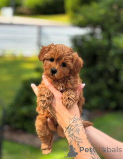 Фото №2 к объявлению №154284 о продаже пуделя (той) - купить в США заводчик