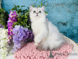 Фото №4. Продам шотландскую (скоттиш страйт) в Черновцах заводчик - цена 44354₽