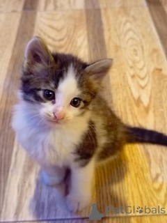 Фото №4. Продам  в Баку частное объявление - цена Бесплатно