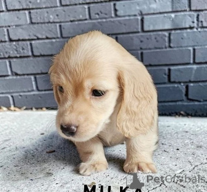 Фото №2 к объявлению №166518 о продаже  - купить в США 