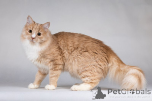 Фото №2 к объявлению №136935 о продаже  - купить в России частное объявление