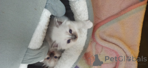 Фото №3. Котята Священной Бирмы. Испания