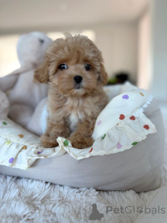 Фото №3. Entzückende Maltipoo-Welpen suchen einliebevolles Zuhause!.  Германия
