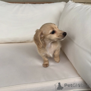 Фото №3. Щенки мини-таксы маленькие по размеру, но большие по характеру!.  Германия