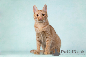 Фото №1.  - купить в Москова за Бесплатно. Объявление №154292