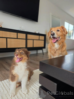 Фото №4. Продажа австралийскую овчарку в Гронинген заводчик - цена договорная