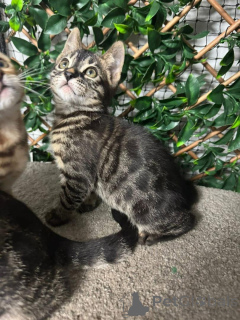 Фото №1. бенгальская - купить в Торнбирн за 69575₽. Объявление №153411