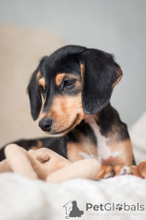 Фото №3. Очаровательная девочка Зиппи готова к переезду в новый дом..  Россия