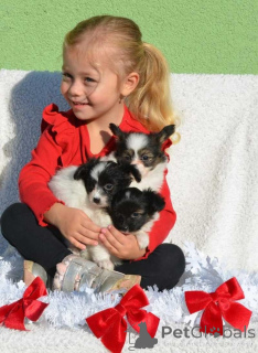 Фото №1. папийон - купить в Bietigheim-Bissingen за 46384₽. Объявление №160537