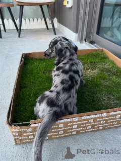 Фото №3. Mini Dachshund Puppy доступен сладкий и игривый!.  Чехия