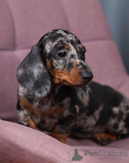 Фото №4. Продажа беспородную в Orlando заводчик - цена 68996₽