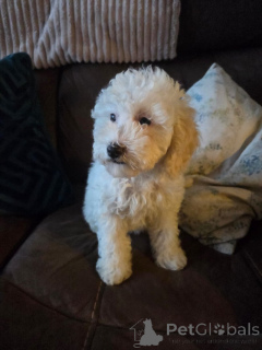 Фото №4. Продажа кавалер-кинг-чарльз-спаниеля в Арнсберг заводчик - цена 37107₽