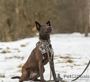 Фото №2 к объявлению №133500 о продаже  - купить в России частное объявление