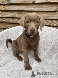 Фото №2 к объявлению №165309 о продаже лабрадор-ретривера - купить в Франции заводчик