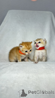 Фото №3. Брон на продаж котят. Узбекистан