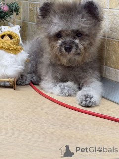 Фото №4. Продажа пуделя (карликового) в Краснодаре частное объявление - цена 190000₽