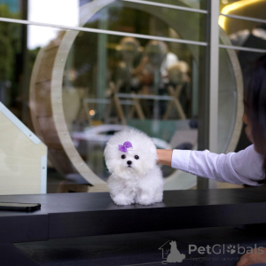 Фото №3. Игрушка Bichon Frize Puppies.  Великобритания