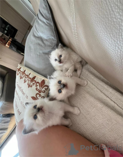 Фото №1. священная бирма - купить в Greefelfing за 32468₽. Объявление №154589