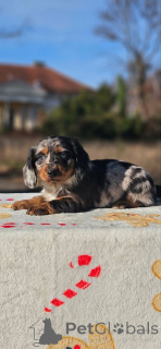 Фото №3. Длинношерстная такса.  Сербия