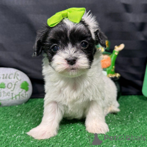 Фото №3. Aceşti adorabili pui de Maltipoo.  Румыния