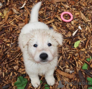 Фото №1. немецкая овчарка - купить в Страсбург за договорная. Объявление №165313