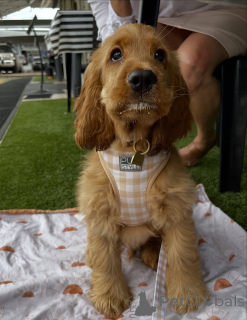 Фото №2 к объявлению №159295 о продаже золотистого ретривера - купить в Исландии частное объявление