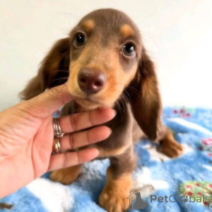 Фото №3. здоровые щенки таксы переезжают в новый дом.  Германия