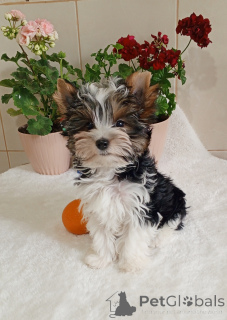 Фото №3. Бродяга.  Турция