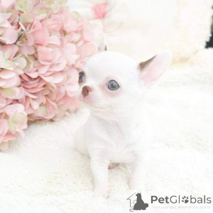 Фото №3. Очаровательные щенки в поисках нового дома, напишите мне в личку для получения.  Израиль