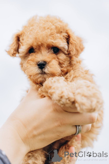 Фото №2 к объявлению №155525 о продаже пуделя (королевского) - купить в Германии из приюта