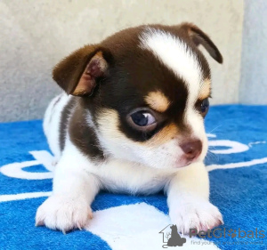 Фото №3. Туалет, обученный чихуахуа.  Эстония