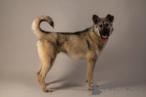 Фото №2 к объявлению №146686 о продаже беспородную - купить в России частное объявление