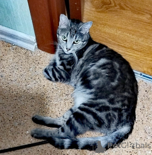 Фото №2 к объявлению №140655 о продаже бенгальская - купить в России частное объявление