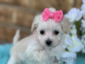 Фото №1. мальтипу - купить в Зальцбург за 83490₽. Объявление №149582