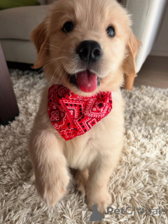 Фото №1. золотистый ретривер - купить в Мюнхене за договорная. Объявление №158757