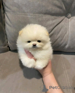 Фото №2 к объявлению №138773 о продаже померанского шпица - купить в США заводчик