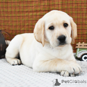 Фото №2 к объявлению №156359 о продаже лабрадор-ретривера - купить в Великобритании частное объявление, заводчик