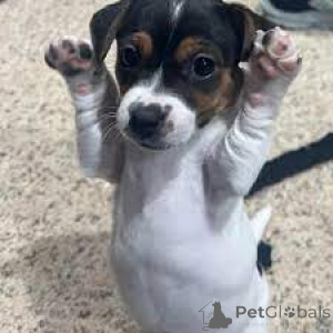 Фото №2 к объявлению №165563 о продаже джек-рассел-терьера - купить в Великобритании частное объявление, заводчик