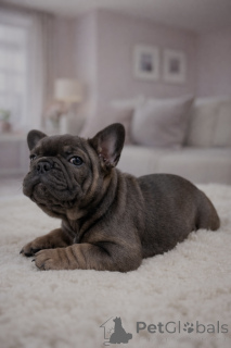 Фото №3. Щенки французского бульдога Изабелла Тан и Мерль и Солид Блэк.  Австрия