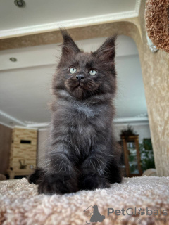 Фото №3. Очаровательные котята мейн-куна уже в продаже. Австрия