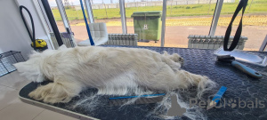 Фото №2 к объявлению №146679 о продаже вест-хайленд-уайт-терьера - купить в Великобритании заводчик